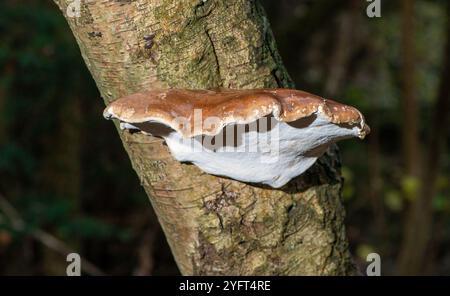 Razor Strop Fungus , Arnside, Milnthorpe, Cumbria, Regno Unito Foto Stock