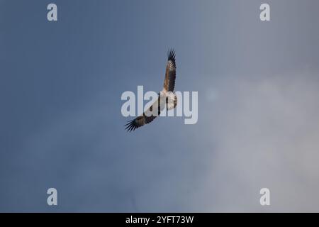 Aquila di mare con pancia bianca (leucogaster Icthyophaga) Foto Stock