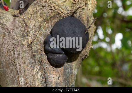 Black Ball Fungus, Arnside, Milnthorpe, Cumbria, Regno Unito Foto Stock