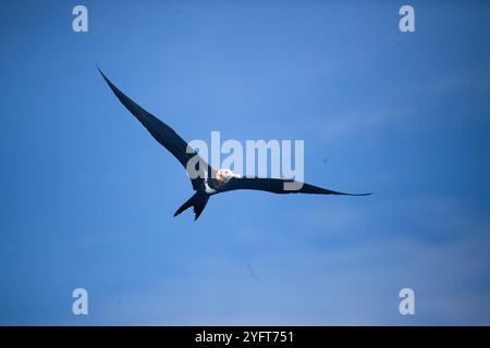 Fregata-uccelli durante una frenesia da mangiare Foto Stock