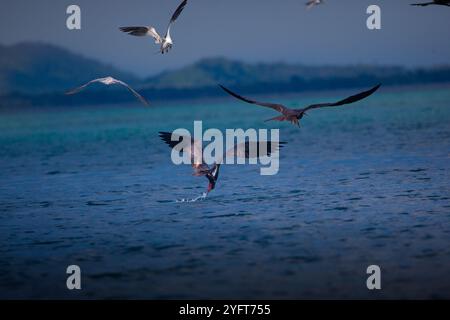 Fregata-uccelli durante una frenesia da mangiare Foto Stock