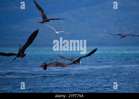 Fregata-uccelli durante una frenesia da mangiare Foto Stock