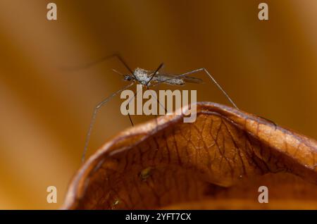 A Winter gnat, Chipping, Preston, Lancashire, Regno Unito Foto Stock