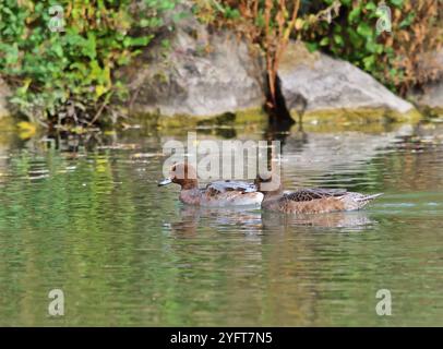 Anas penelope coppia in Austria Foto Stock