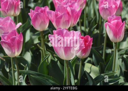 Avvicinati ai tulipani bianchi rosa in un campo di tulipani olandesi vicino al villaggio di Bergen in primavera. Maggio, Paesi Bassi Foto Stock