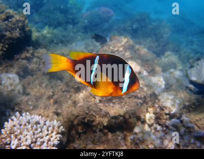 L'anemonefish (Amphiprion chrysopterus) è un pesce marino appartenente alla famiglia Pomacentridae Foto Stock