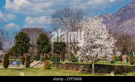 Splendido albero fiorito al Giardino di Shalimar sul lato del lago dal Srinagar, Kashmir. Foto Stock