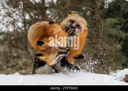 La volpe rossa è la più grande delle vere volpi e una delle più diffuse in tutto l'emisfero settentrionale. Foto Stock