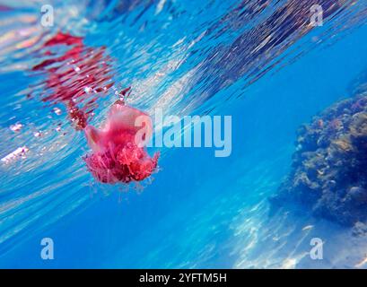 Cephea cephea, nota anche come medusa corona, o medusa cavolfiore Foto Stock