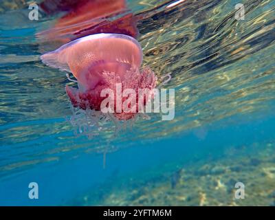 Cephea cephea, nota anche come medusa corona, o medusa cavolfiore Foto Stock