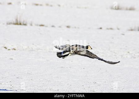 Barnacle Goose Branta leucopsis decolla dal campo innevato di Islay, Scozia Foto Stock