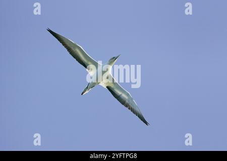 Australasian gannett Morus serrator in volo il Queen Charlotte Sound Isola del Sud della Nuova Zelanda Foto Stock