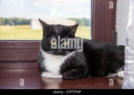 Un bellissimo gatto bianco e nero si stende tranquillamente su un intimo davanzale della finestra, godendosi la luce del sole che scorre attraverso il vetro Foto Stock