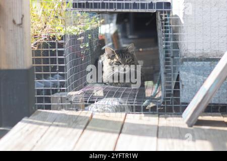 Un gatto domestico è comodamente seduto all'interno di una spaziosa gabbia che si trova su un ponte di legno, godendosi i suoi dintorni e rilassandosi Foto Stock