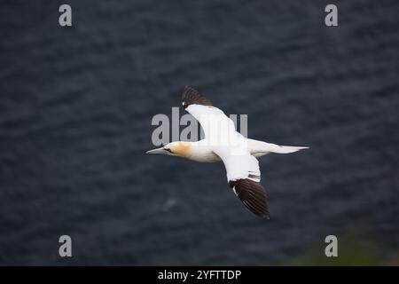 Northern gannet Morus bassanus in volo vicino a colonia nidificazione sulle scogliere sul mare, Troup Testa, Aberdeenshire, Scotland, Regno Unito, maggio 2018 Foto Stock