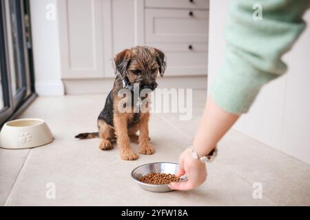 Primo piano di una donna che dà da mangiare al cucciolo di Terrier Border con cibo per cani secchi a casa Foto Stock