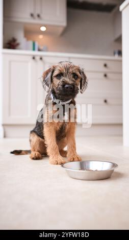 Primo piano del simpatico cucciolo di Border Terrier che mangia cibo dal Dog Bowl sul piano cucina di Home Foto Stock