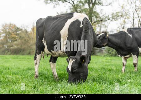 mucche da latte in un campo che mangia erba Foto Stock