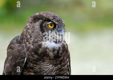 Ritratto ravvicinato di un grande gufo cornuto (bubo virginianus) Foto Stock