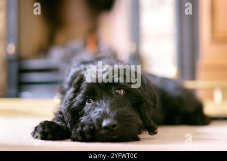 un cucciolo di labradoodle molto carino con occhi amorevoli. Questo cane ha gli occhi grandi ed è amorevole e adorabile come un animale domestico di famiglia. Foto Stock