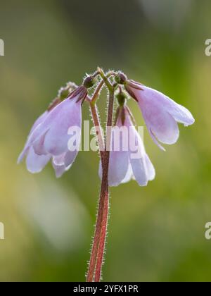 Twinflover Foto Stock