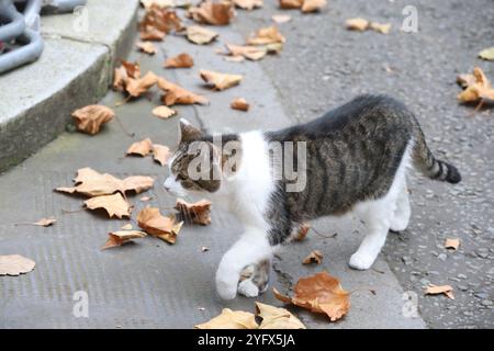 Londra, Regno Unito. 5 novembre 2024. LONDRA, REGNO UNITO 05 NOVEMBRE 2024: Larry the Cat, Chief Mouser, all'Ufficio del Gabinetto in 10 Downing Street per la riunione settimanale del Gabinetto a Londra, Regno Unito il 5 novembre 2024.CAP/GOL © GOL/Capital Pictures Credit: Capital Pictures/Alamy Live News Foto Stock