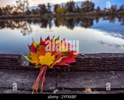 Un bouquet di colorate foglie d'acero autunnale giace su una superficie di legno di un molo sulla riva di un bacino idrico, un bellissimo paesaggio serale autunnale Foto Stock