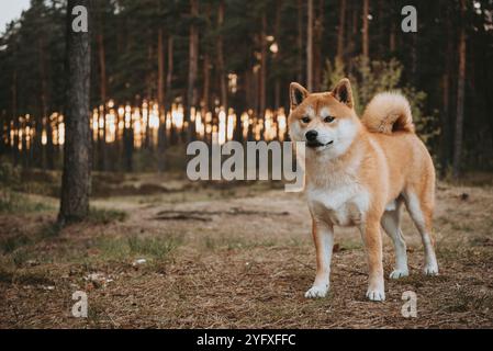 Ritratto del cane rosso Shiba Inu nella pineta nella soleggiata serata primaverile al tramonto Foto Stock