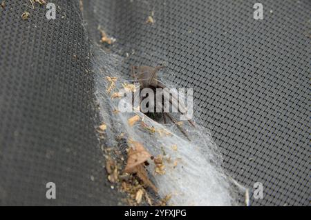 Ragno in tubo di chelicerae verde Foto Stock