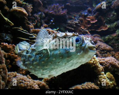 Porcupinefish Tetraodontiformes. Pesci appartenenti alla famiglia Diodontidae ordine Tetraodontiformes, anche comunemente chiamati pesci palla o pesce palla. Foto Stock