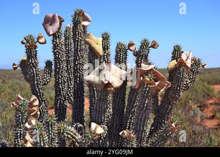 Fioritura di Hoodia Cordonii sul Knersvlakte a Namaqualand, Capo Occidentale. Foto Stock