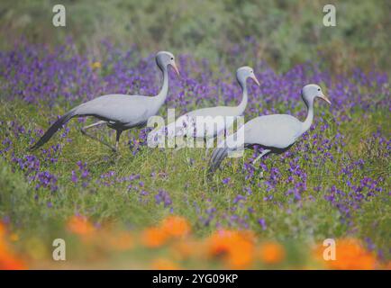 Un gruppo formato da una coppia e da giovani Gru Blu (Grus paradisea) in un campo di fiori selvatici a Overberg, Sudafrica. Foto Stock