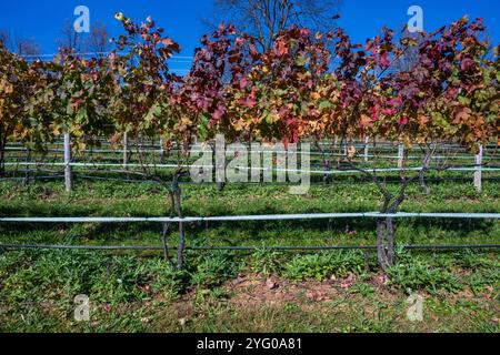 L'autunno colora le vigne di un vigneto nella regione Piedmond della Virginia. Foto Stock