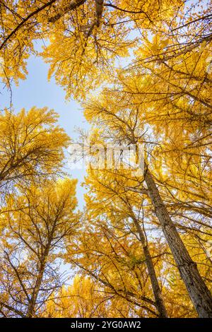 Guardando verso la foresta di ginko. Ci sono circa 300 alberi di Ginko nel Blandy Ginko Grove presso l'arboreto statale della Virginia. In autunno, il loro verde Foto Stock