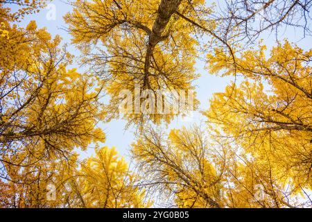 Guardando verso la foresta di ginko. Ci sono circa 300 alberi di Ginko nel Blandy Ginko Grove presso l'arboreto statale della Virginia. In autunno, il loro verde Foto Stock