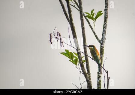 Una mangiatrice di api appollaiata su un ramo d'albero. Fotografato nella parte occidentale di Singapore. Foto Stock