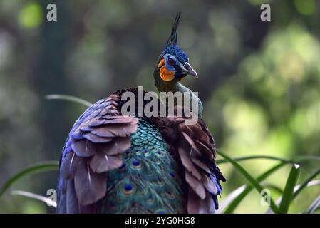 Bellissimo pavone verde di giava nella foresta Foto Stock