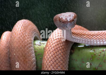 Vipera di buca di mangrovia avvolta intorno ad un ramo dell'albero Foto Stock