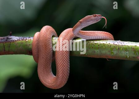 Vipera di buca di mangrovia avvolta intorno ad un ramo dell'albero Foto Stock