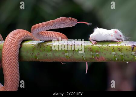 Vipera di buca di mangrovia avvolta intorno ad un ramo dell'albero Foto Stock