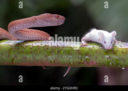 Vipera di buca di mangrovia avvolta intorno ad un ramo dell'albero Foto Stock