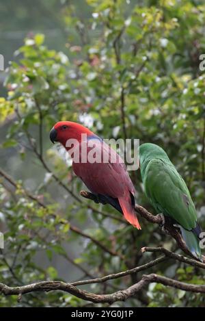 Pappagalli di lory rosso e verde con la loro vivace e bella piuma su un ramo d'albero Foto Stock