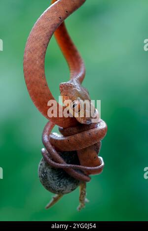 La piccola boiga rossa mangia una lucertola Foto Stock