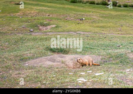 Mammut himalayane lungo il sentiero dei kora intorno al sacro monte Kailash, Tibet, copiano lo spazio per il testo Foto Stock