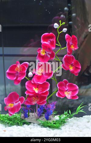 Le orchidee rosse, le foto da vicino Foto Stock