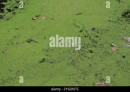 La superficie dell'acqua è ricoperta di erba anatra Foto Stock