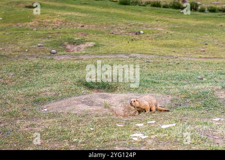 Mammut himalayane lungo il sentiero dei kora intorno al sacro monte Kailash, Tibet, copiano lo spazio per il testo Foto Stock