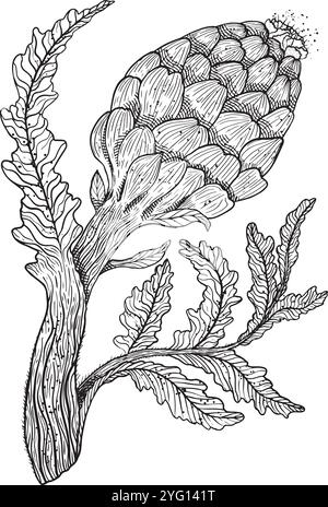 Uno schizzo vintage splendidamente dettagliato che illustra uno squisito fiore di carciofo insieme alle sue eleganti foglie. Grafica vettoriale in bianco e nero disegnata a mano per la progettazione di siti web, articoli, opuscoli, volantini, e-pack, etichetta o pubblicità. Illustrazione Vettoriale