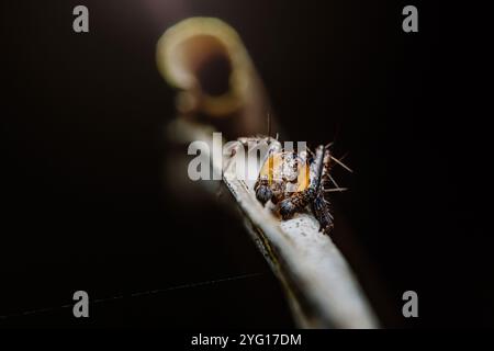 Primo piano di un ragno lince che strizza su un ramo in un ambiente della foresta pluviale, mostrando il suo corpo piccante e la natura predatoria, macro fotografia e cosa non fare" Foto Stock