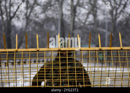 Srinagar, Kashmir. 25 gennaio 2021. Le forze di polizia indiane e le truppe paramilitari applicano restrizioni e una stretta sicurezza a Srinagar, nel Kashmir amministrato dall'India, alla vigilia del giorno della Repubblica dell'India. Le strade sono state chiuse e i punti di controllo sono stati istituiti come parte di misure rafforzate per garantire un passaggio agevole delle celebrazioni della Festa della Repubblica nella valle del Kashmir. La giornata della Repubblica indiana segna la prima volta che la costituzione indiana è entrata in vigore il 26 gennaio 1950, con il paese che si trasforma in una repubblica indipendente Foto Stock